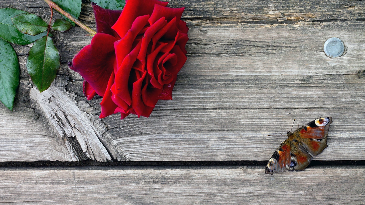 Rožė ir drugelis