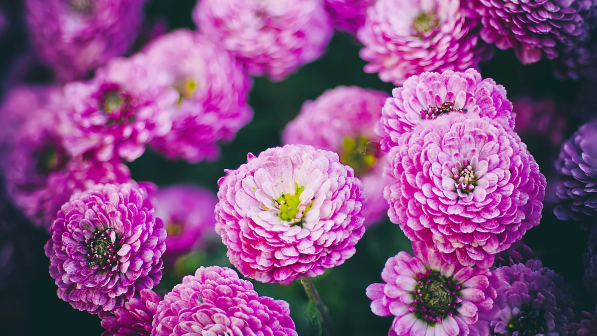 Chrizantemos