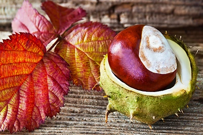 Astrologės Lanos Kutkytės spalio mėnesio horoskopas