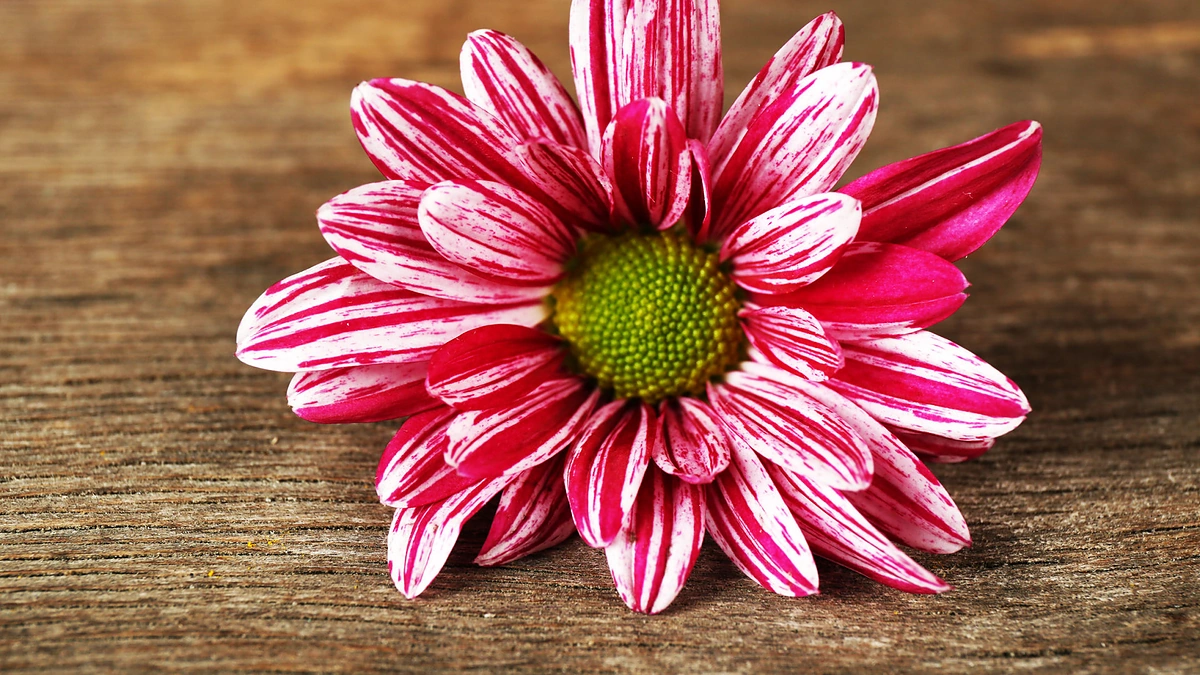 Chrizantemos žiedas