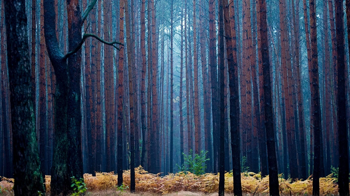 Rudens spalvomis dažosi Europos gamta