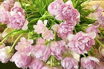 Mia kas vakarą gauna po gėlių puokštę