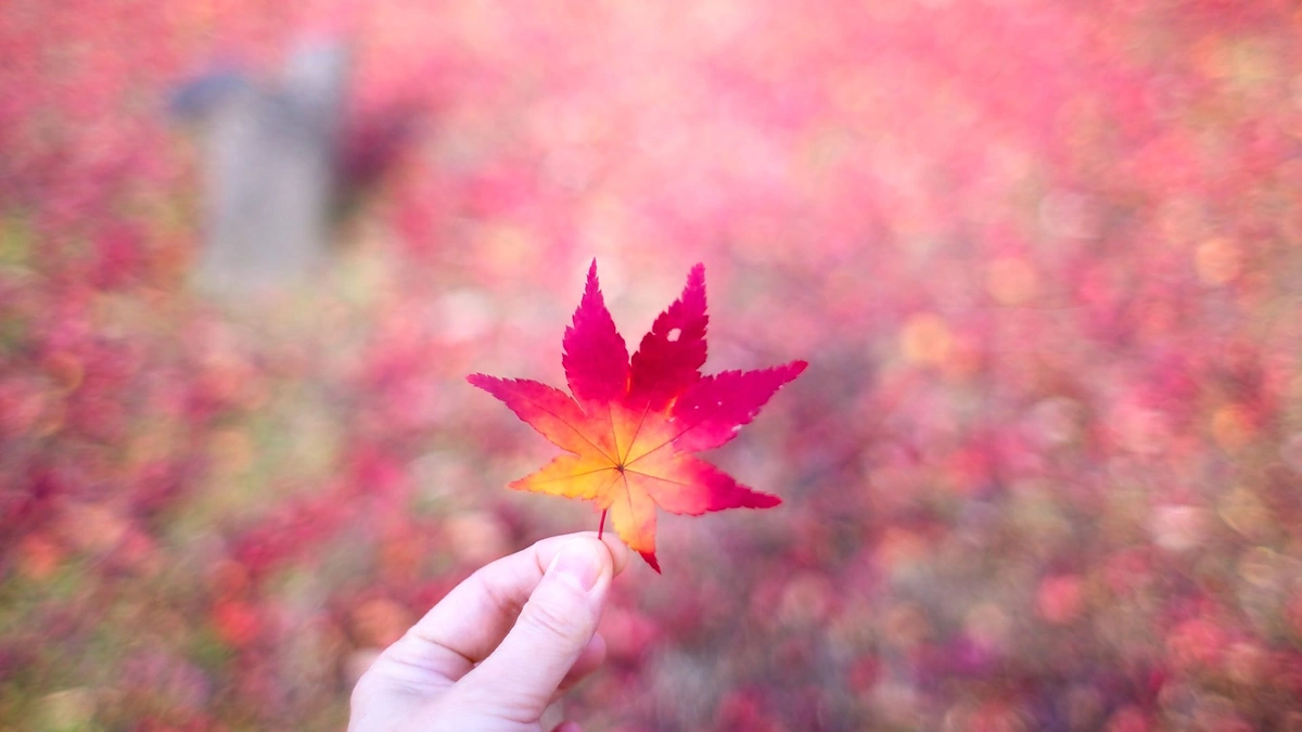 Rudens spalvomis nusidažęs medžio lapas