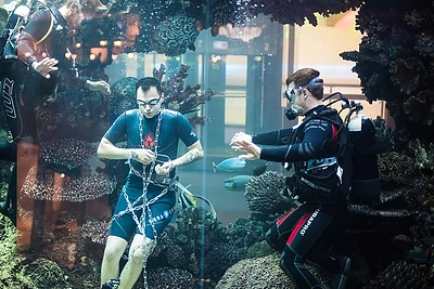 Nicholas Kin grįžo prie akvariumo: šįkart – supančiotas grandinėmis ir surakintas antrankiais