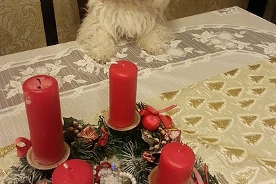 Daivos Tamošiūnaitės šuo Cezaris