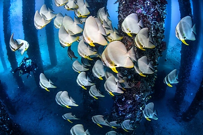 Povandeninis miškas Balio saloje