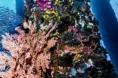 Povandeninis miškas Balio saloje