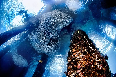 Povandeninis miškas Balio saloje