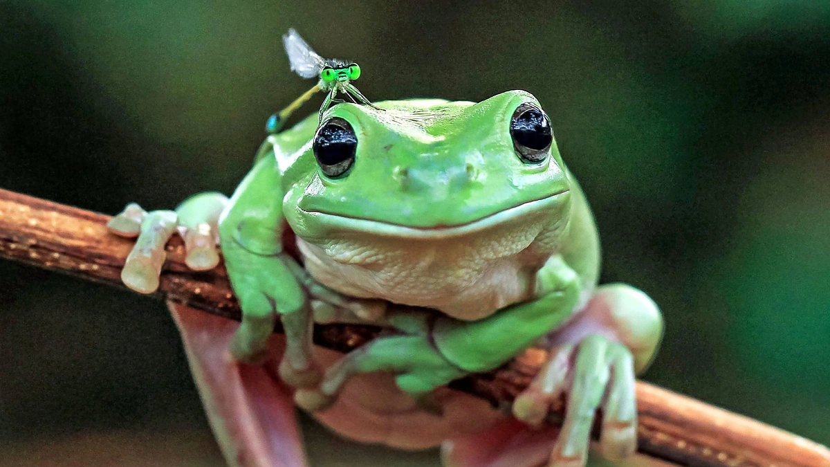 Varlė laumžirgio draugijoje