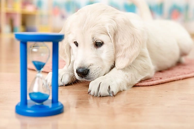 Šunų horoskopas: augintinio charakteris pagal jo gimimo dieną