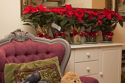 Viktorijos Jakučinskaitės namai