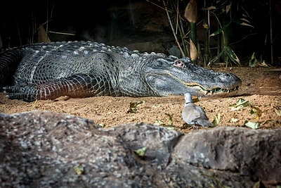 Košmaras zoologijos sode: vyras įmetė 3 metų berniuką į krokodilų aptvarą