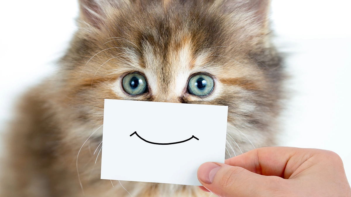 Kačiukas su šypsena