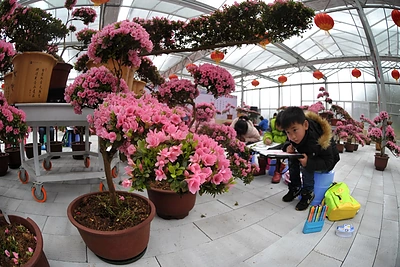 Azalijų paroda Kinijoje