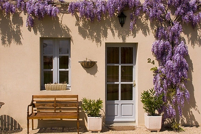 Žydinčios visterijos