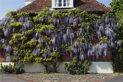 Žydinčios visterijos
