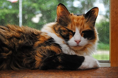 Kaip katės spalva susijusi su jos elgesiu