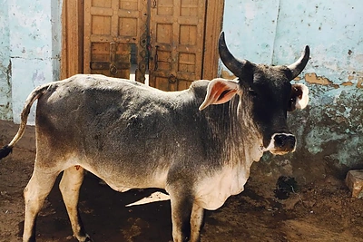 Makaliaus atostogų Indijoje akimirka