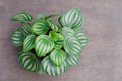 Tinkamiausios biurui gėlės, kurios stiprina imunitetą