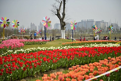 Daugiau nei milijonas žiedų tulpių parodoje Kinijoje