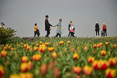 Daugiau nei milijonas žiedų tulpių parodoje Kinijoje