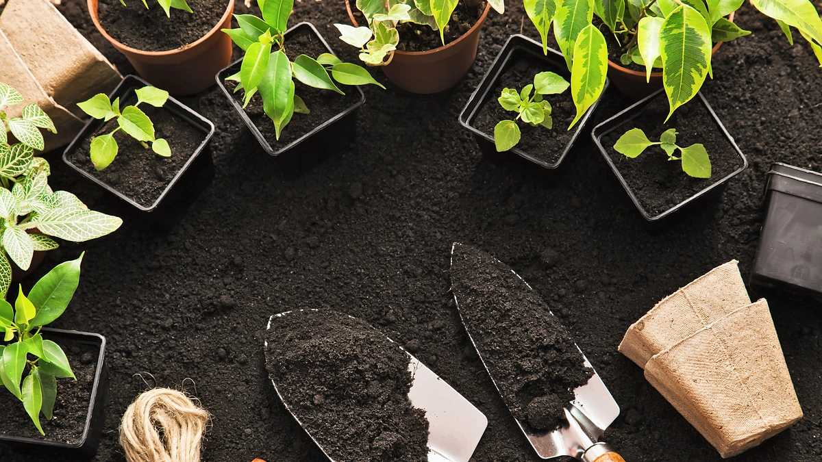 Augalų persodinimas
