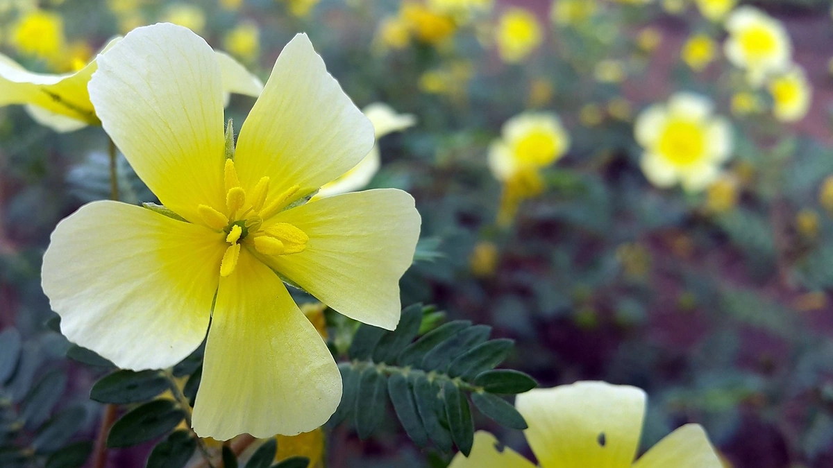 Pavasaris Botsvanoje