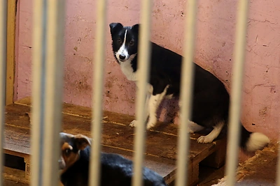 Paramos akcija beglobiams gyvūnams