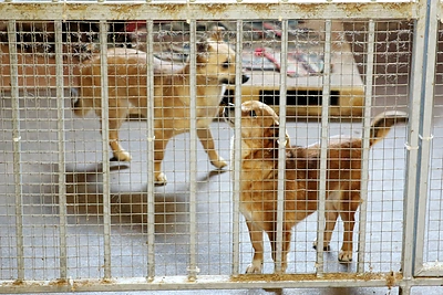 Paramos akcija beglobiams gyvūnams
