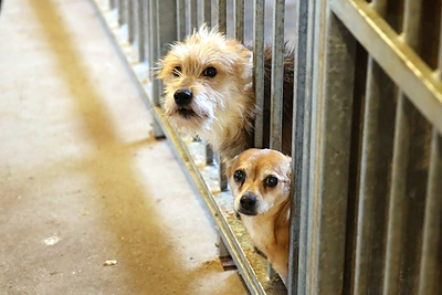 Paramos akcija beglobiams gyvūnams