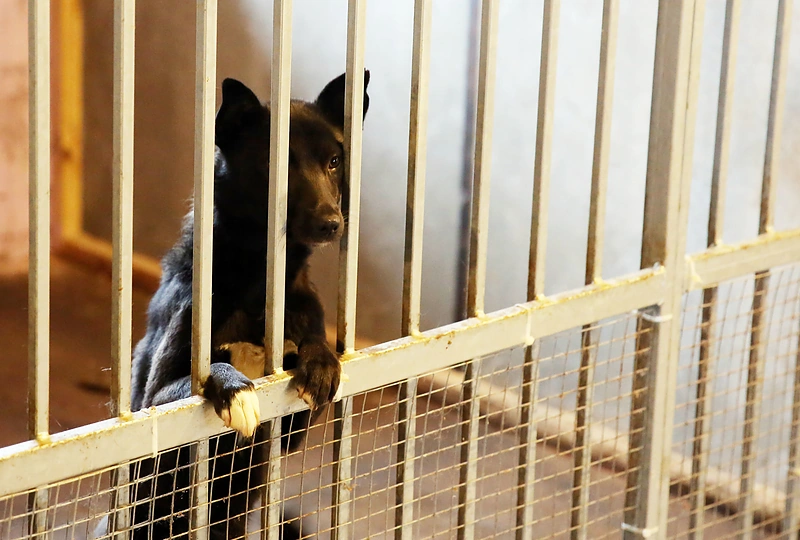 Paramos akcija beglobiams gyvūnams