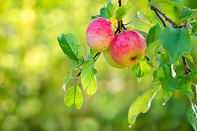Kaip išsirinkti sodinukus? Pataria biomedicinos mokslų daktaras Audrius Sasnauskas
