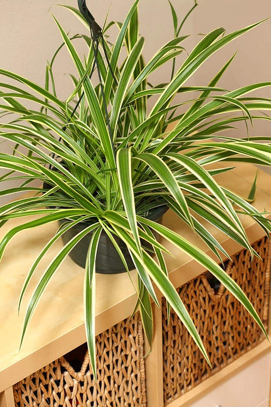 Kuokštinis chlorofitas