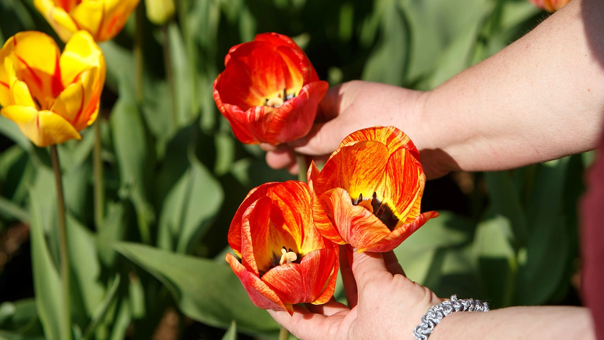 Tulpės botanikos sode