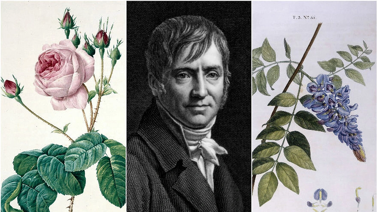 Pierre’as Josephas Redoute