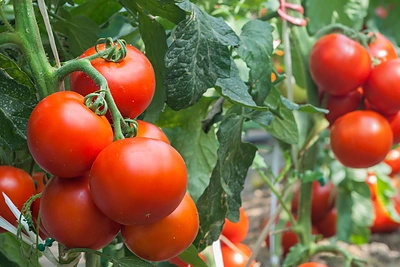 Kaip atsikratyti pomidorų maro – fitoftorozės?