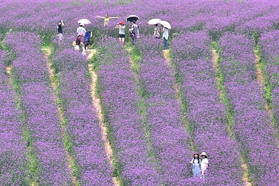 Verbenų laukai Kinijoje