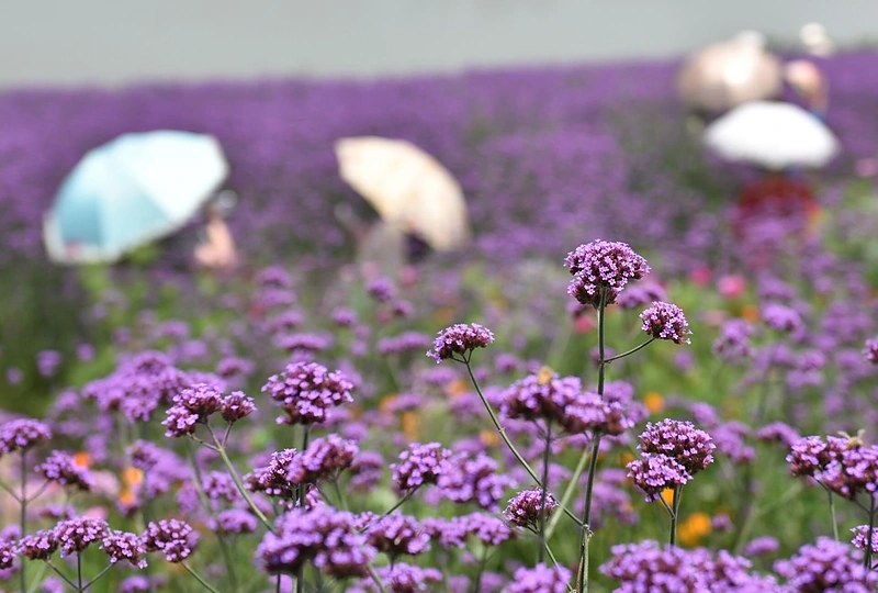 Verbenų laukai Kinijoje