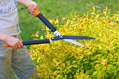 Kaip išsirinkti gyvatvorių žirkles?