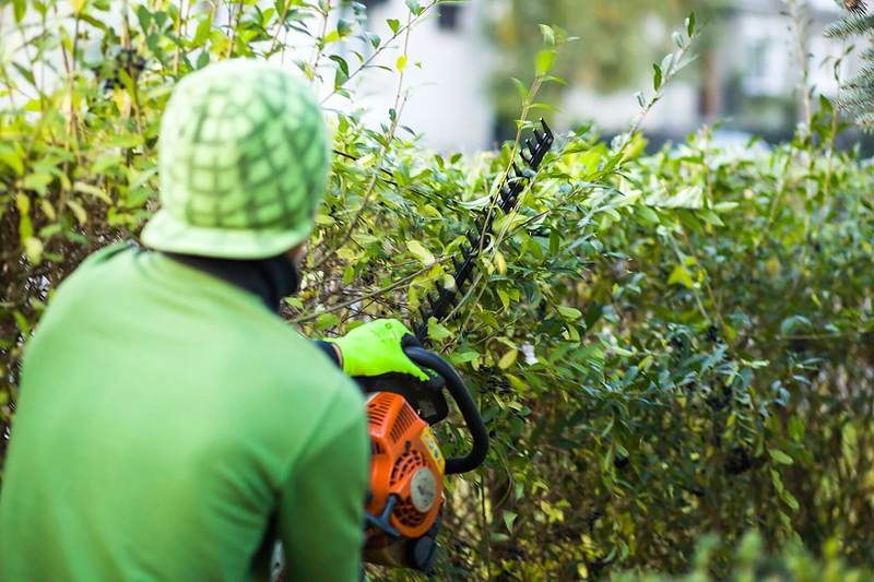 Gyvatvorių žirklės.