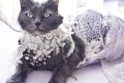 Rumunės glamūrinė katė užkariauja „Instagram“