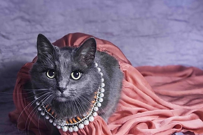 Rumunės glamūrinė katė užkariauja „Instagram“