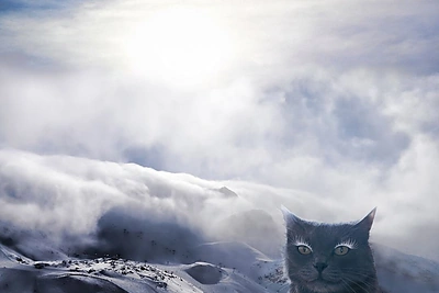 Rumunės glamūrinė katė užkariauja „Instagram“