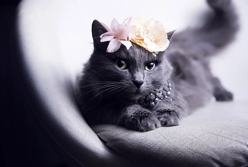 Rumunės glamūrinė katė užkariauja „Instagram“