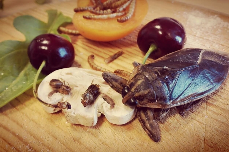 Patiekalas iš vabzdžių