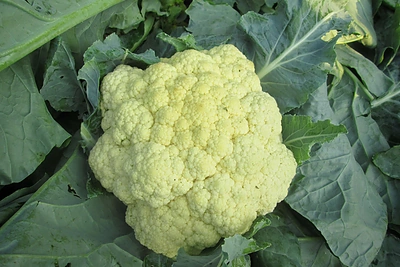 Žiedinių kopūstų auginimas atvirame grunte. Priežiūros taisyklės