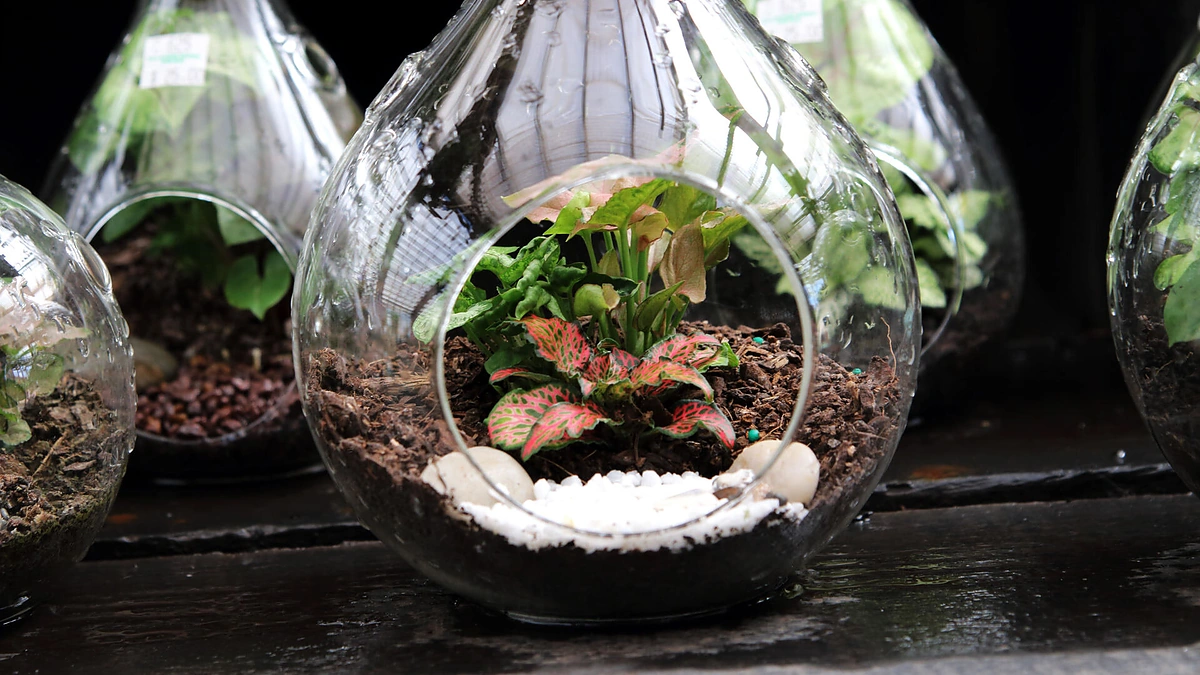 Terariumas su augalais.
