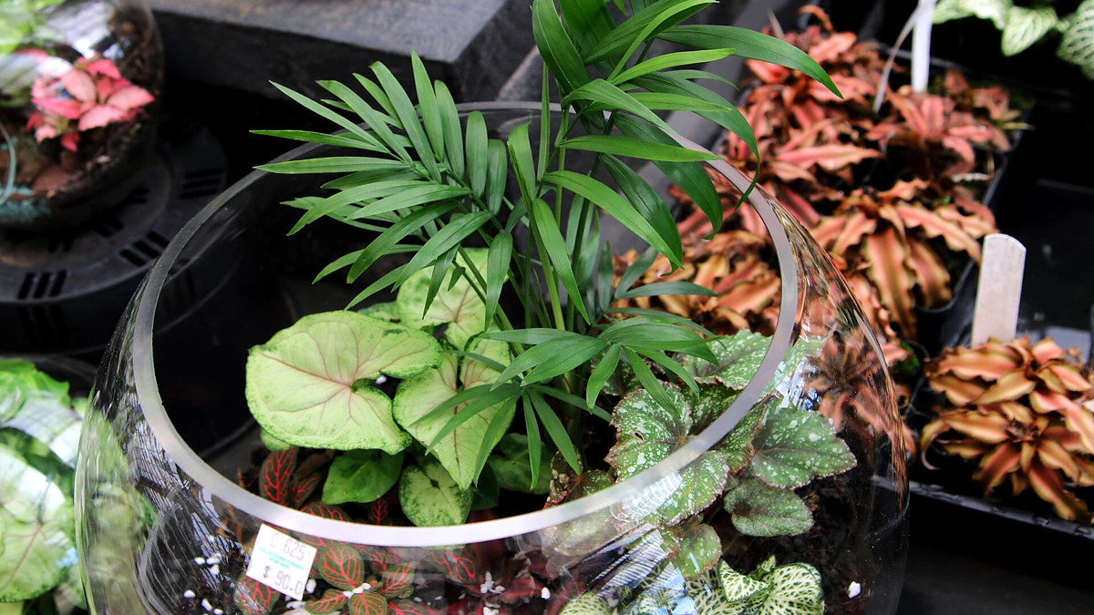Terariumas su augalais.