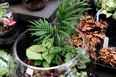 Kodėl nereikėtų miegamojo paversti oranžerija?