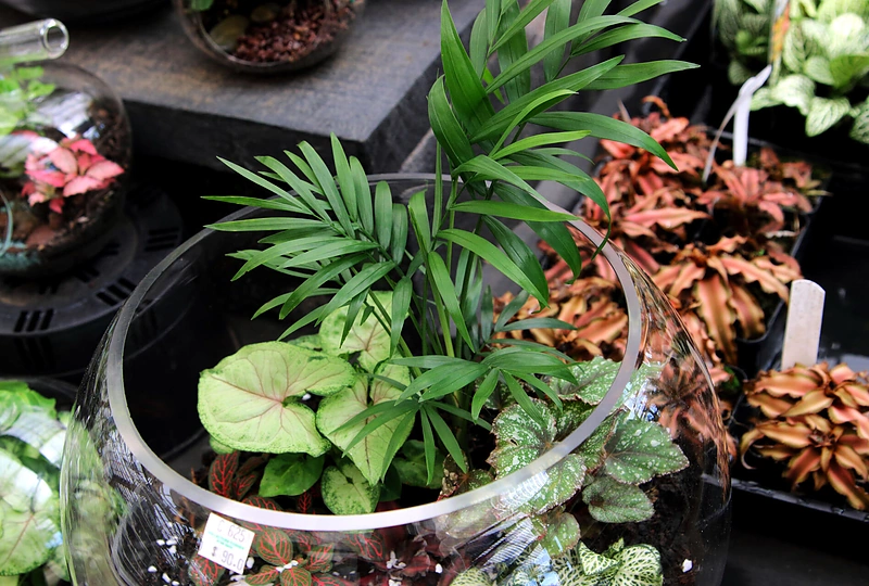 Terariumas su augalais.